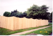 6 ft northern white cedar - scalloped